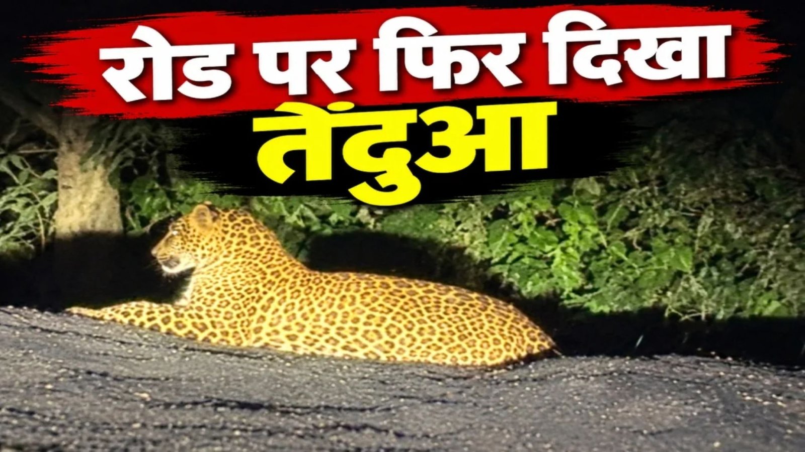 Dongargarh News : आबादी और सड़क के आसपास बार-बार दिख रहा तेंदुआ, वन्यजीव और इंसानी सुरक्षा को लेकर बढ़ी चिंता