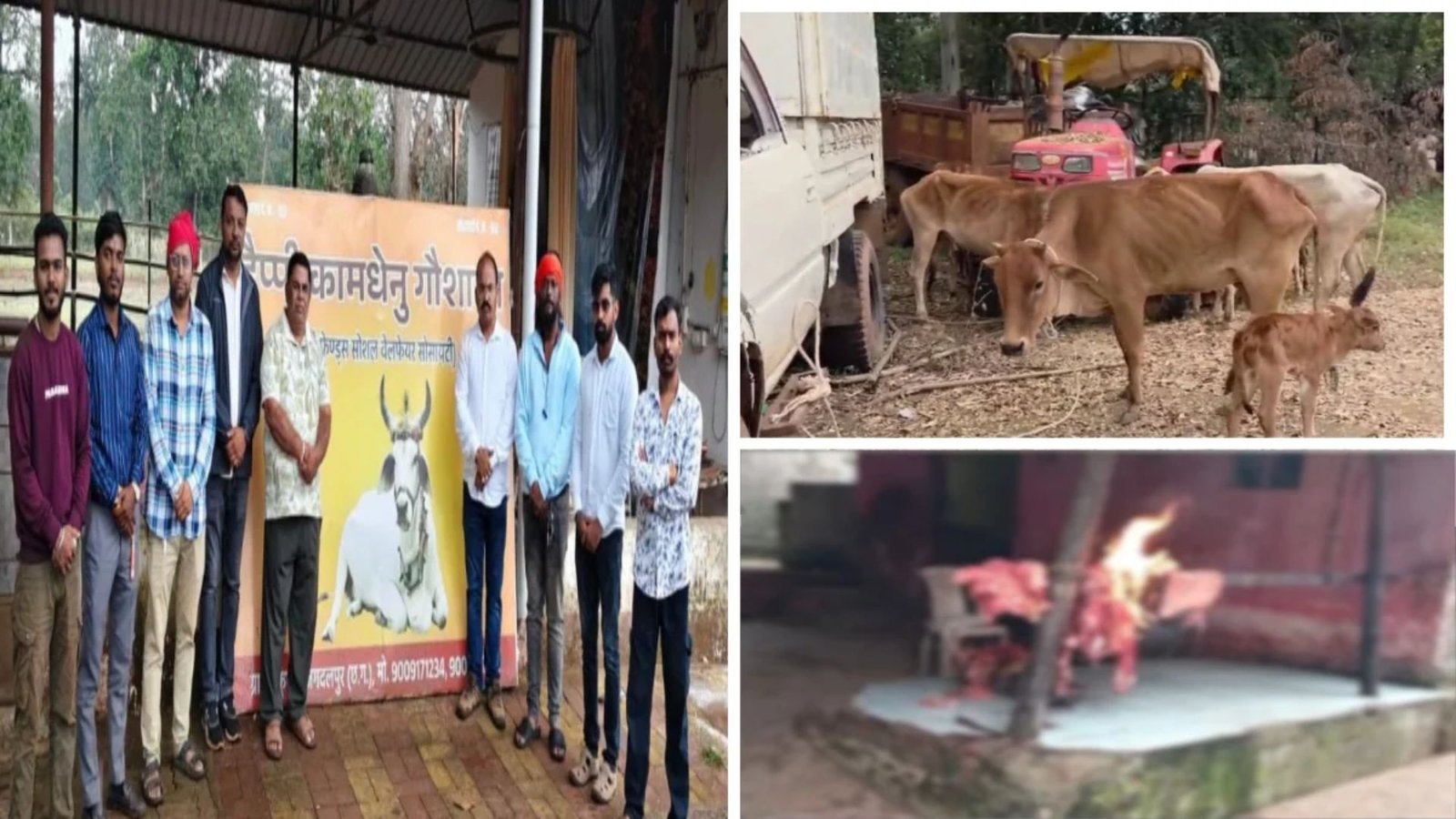 Bastar Latest News: ओडिशा के कोटपाड़ में 9 क्विंटल गौमांस बरामद, 27 गायों को कत्लखाने से बचाया गया