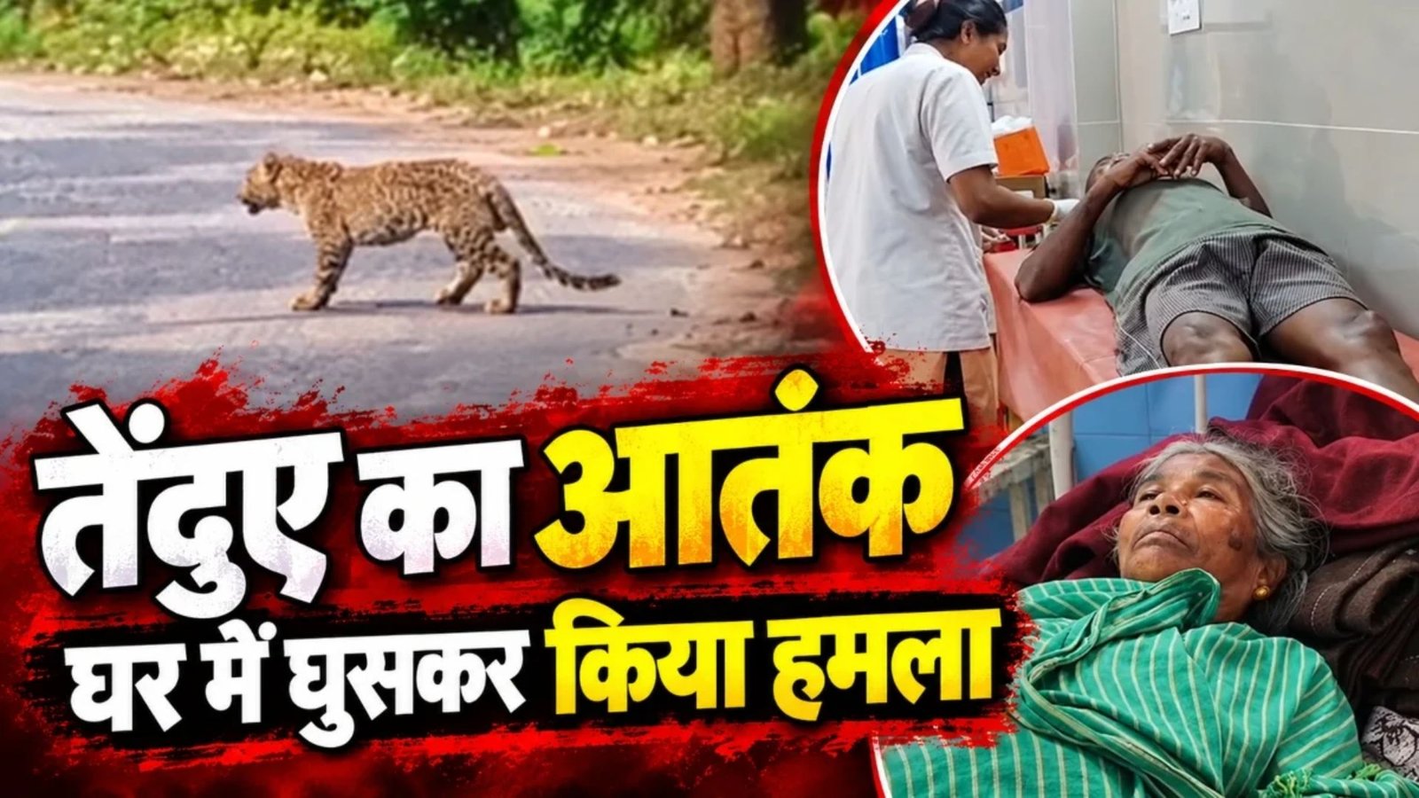 Dhamtari News: धमतरी में तेंदुए की मौजूदगी से ग्रामीणों में डर, घर में घुसकर तीन लोगों को किया घायल