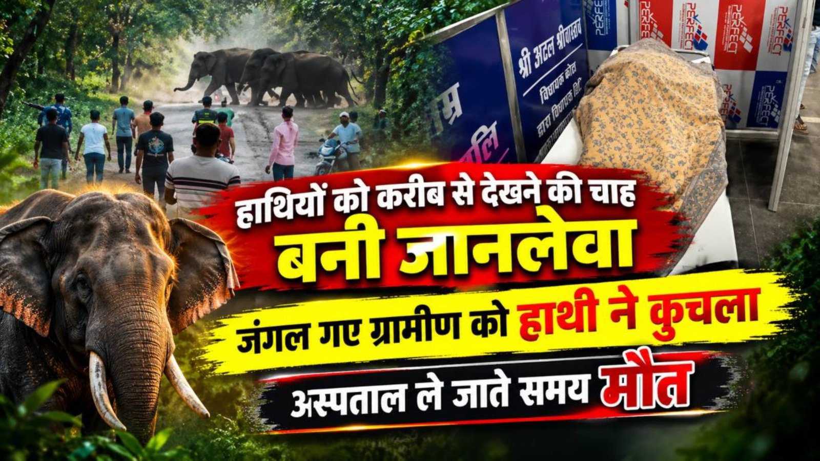 GPM Latest News: हाथियों को करीब से देखने की कोशिश पड़ी भारी, रूमगा-मटियाढांड के जंगल में दर्दनाक हादसा
