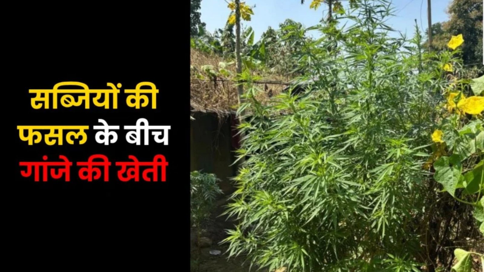 Balrampur News : खुखरी के रखैतपारा में अवैध गांजे की खेती पकड़ी गई, NDPS एक्ट के तहत कार्रवाई